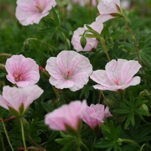 Geranium sanguineum Striatum