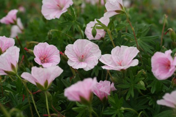 Geranium sanguineum Striatum