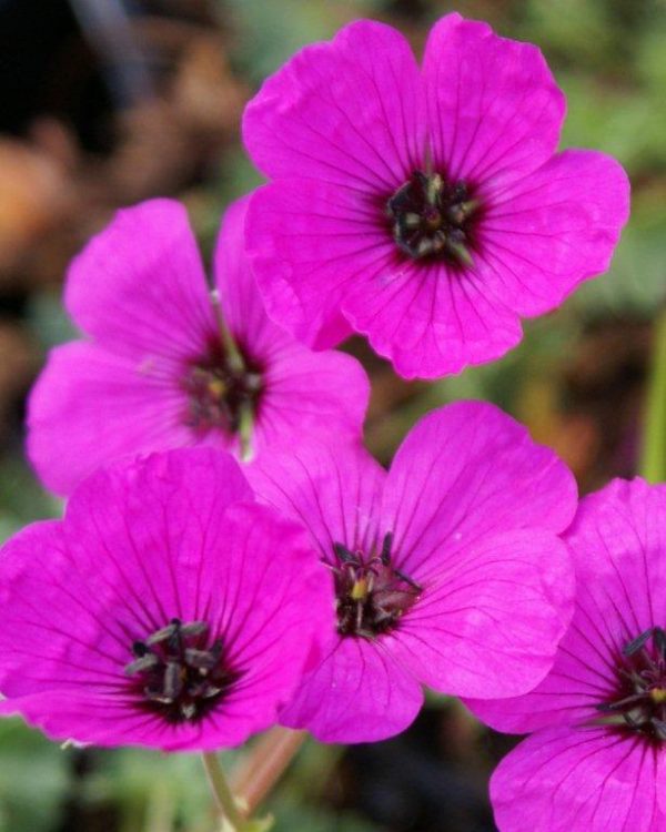 Geranium cinereum Subcaulescens
