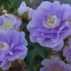 Geranium pratense Summer Skies® PBR