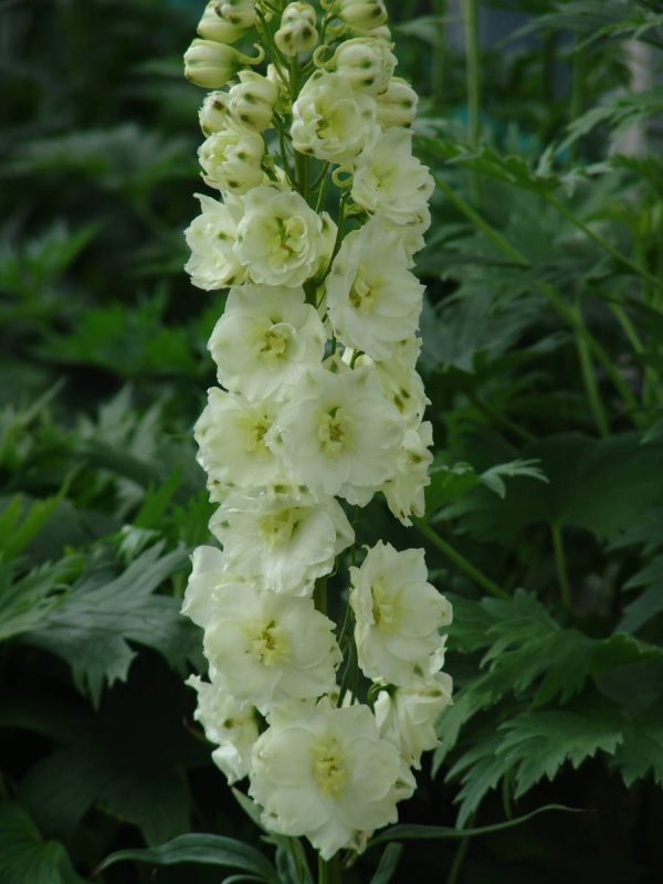 Delphinium elatum Sungleam