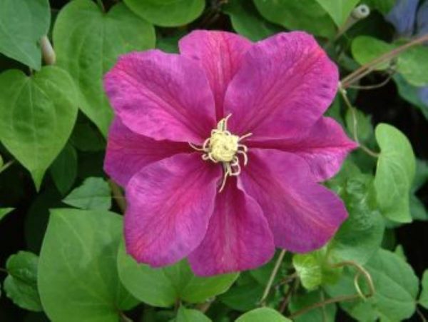 Clematis Sunset