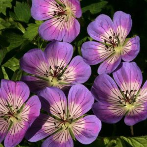 Geranium Sweet Heidi®