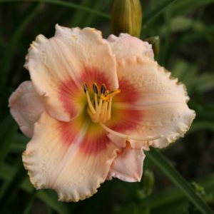 Hemerocallis Strawberry candy