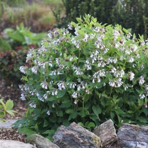 Symphytum grandiflorum