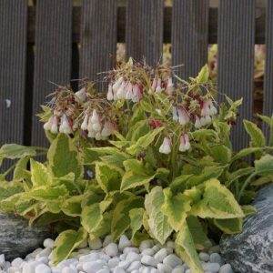 Symphytum grandiflorum Goldsmith
