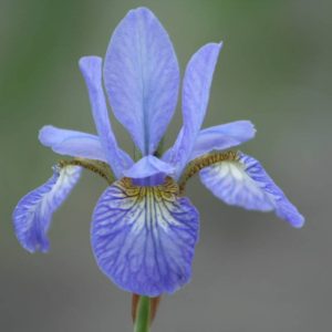 Iris sibirica Tamberg