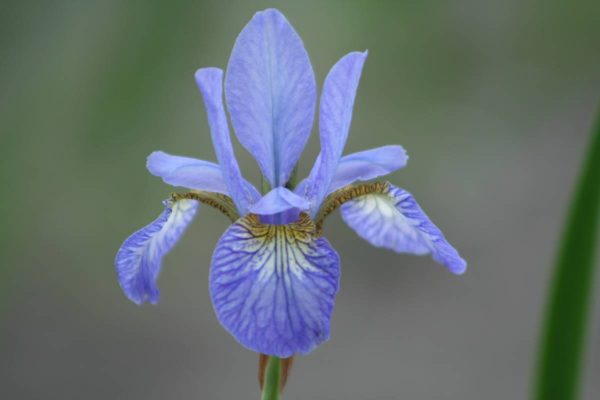 Iris sibirica Tamberg
