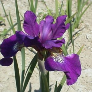 Iris sibirica Teal Velvet