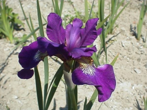 Iris sibirica Teal Velvet
