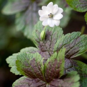 Geranium oxinianum Tess®