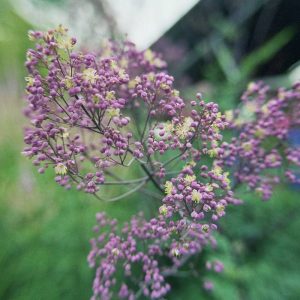 Thalictrum Anne