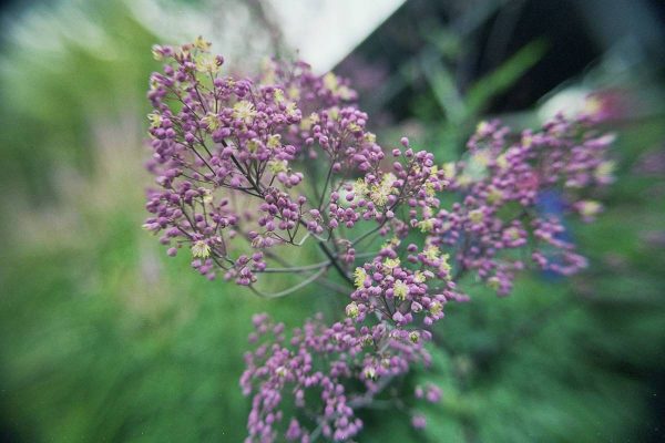 Thalictrum Anne