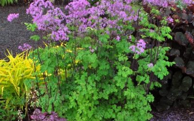 Thalictrum Aquilegifolium ‘Black Stockings’®