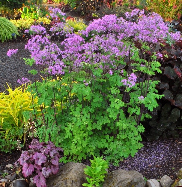 Thalictrum Aquilegifolium ‘Black Stockings’®