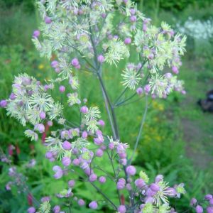 Thalictrum Elin