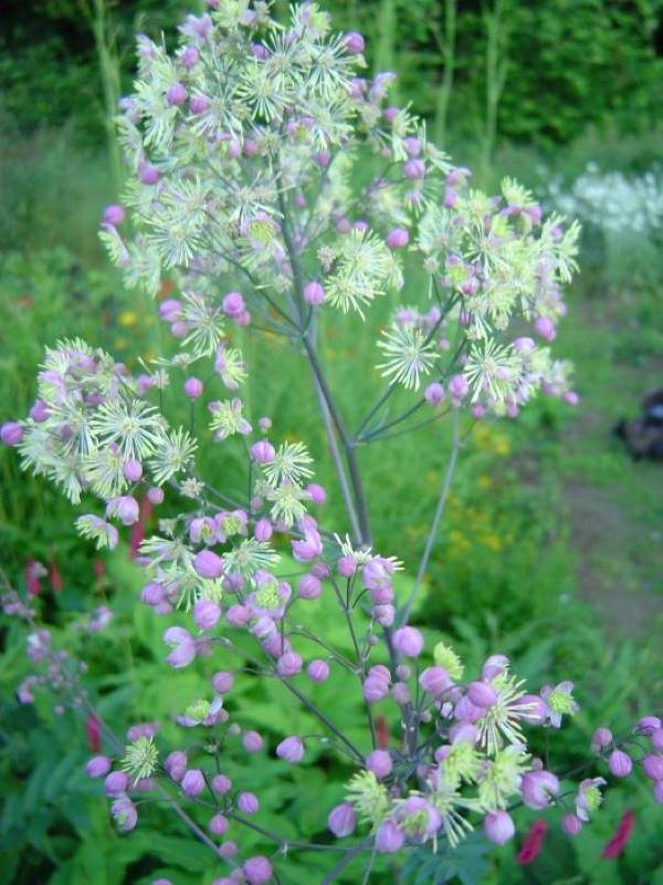 Thalictrum Elin