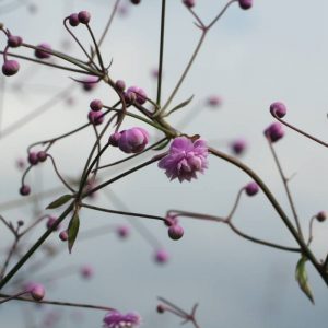 Thalictrum Hewitt's Double