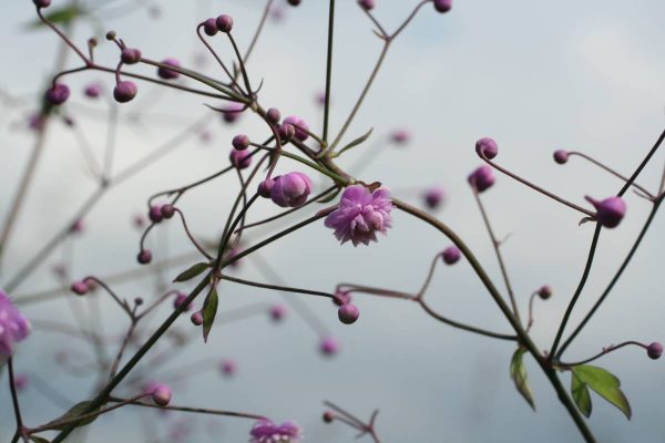 Thalictrum Hewitt's Double