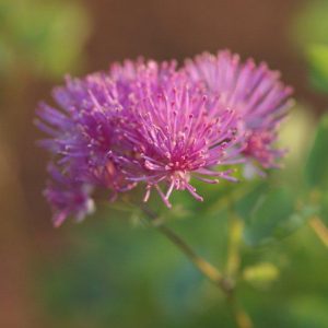 Thalictrum Thundercloud