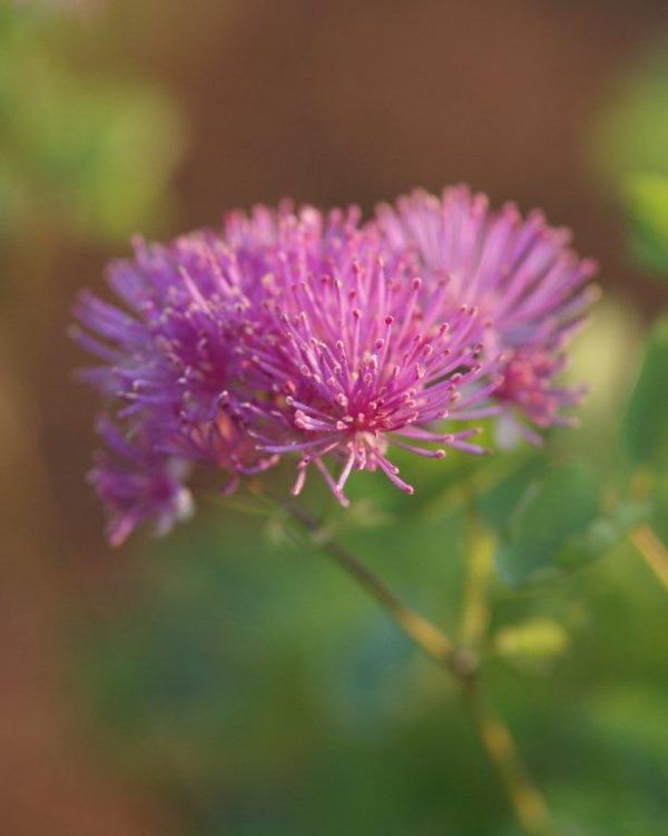 Thalictrum Thundercloud