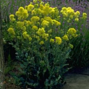 Thalictrum flavum supsp. Glaucum