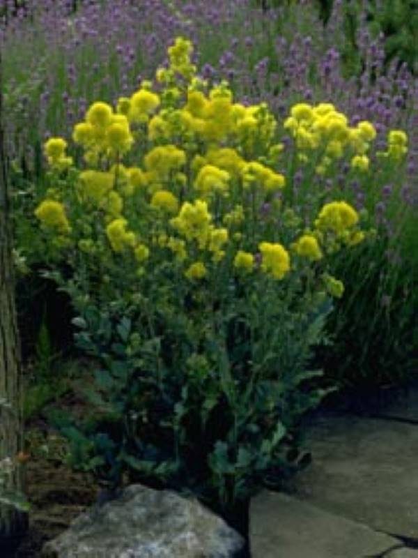 Thalictrum flavum supsp. Glaucum