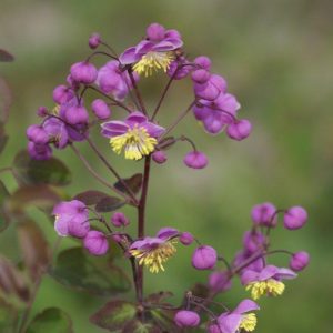 Thalictrum rochebrunnianum