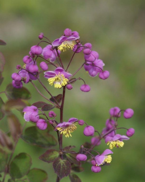 Thalictrum rochebrunnianum