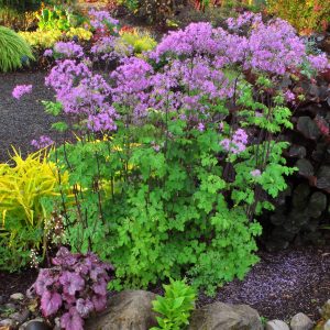 Thalictrum Black Stockings
