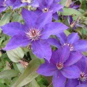Clematis The President