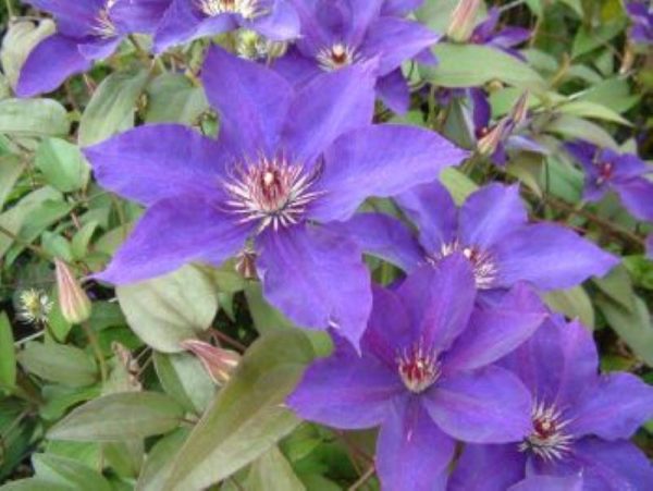 Clematis The President