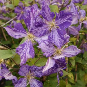Clematis Tie Dye