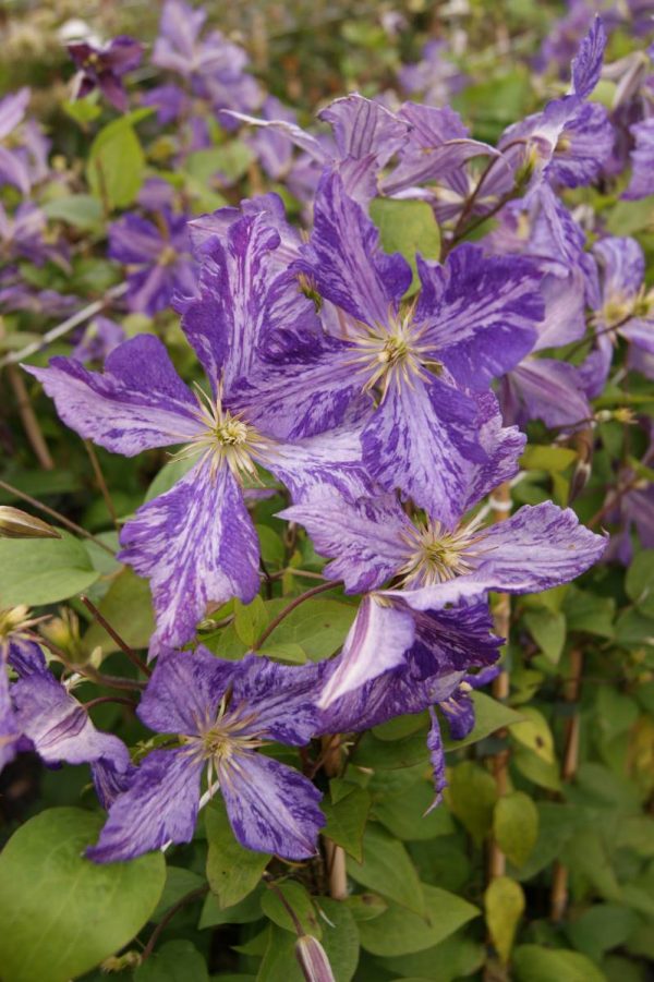 Clematis Tie Dye