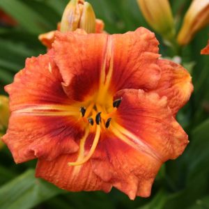 Hemerocallis Tigger
