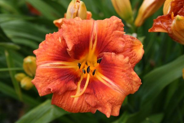 Hemerocallis Tigger