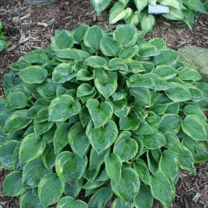 Hosta Toy Soldier