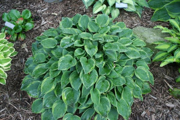 Hosta Toy Soldier