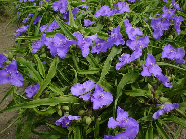 Tradescantia Barbel