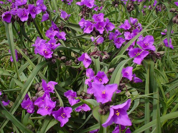 Tradescantia Concord Grape