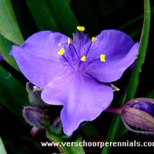 Tradescantia