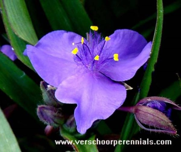 Tradescantia Good Luck®