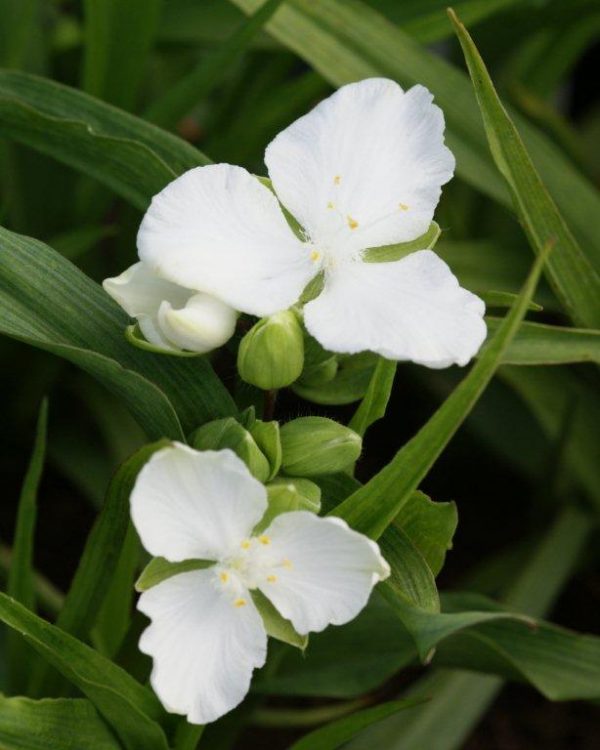 Tradescantia Innocence