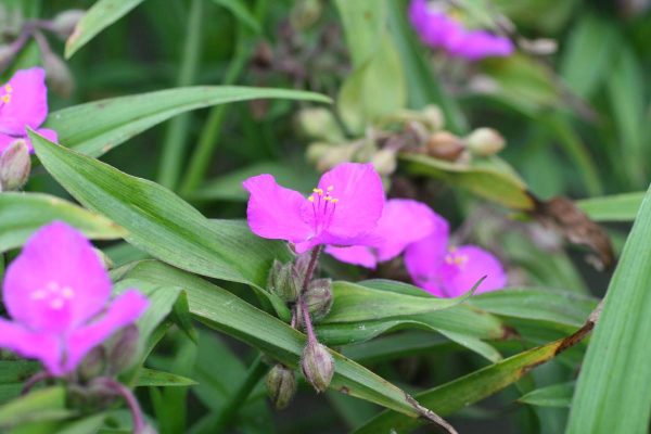 Tradescantia Karminglut