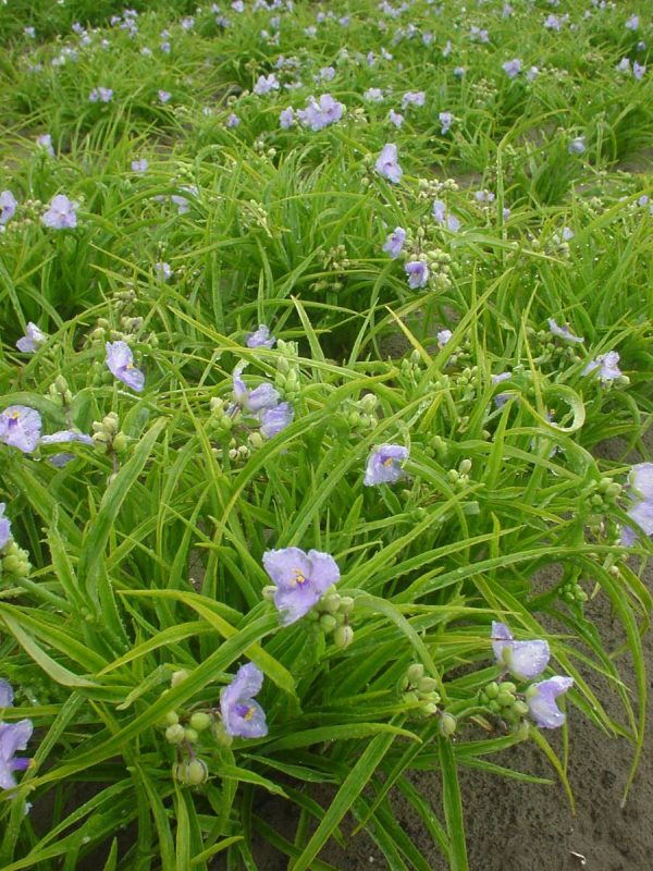 Tradescantia Little Doll