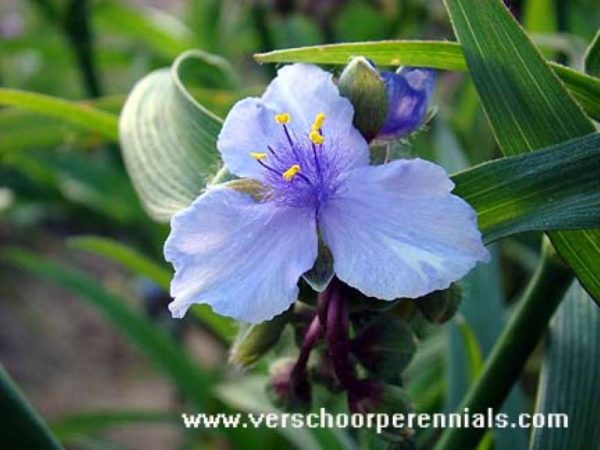 Tradescantia Ocean Blue®