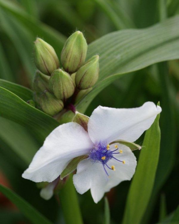 Tradescantia Osprey