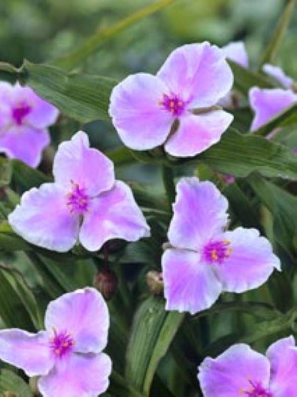 Tradescantia Pink Chablis®