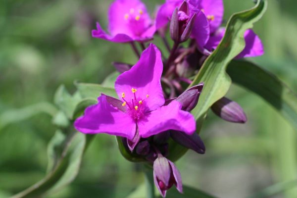 Tradescantia Red Grape
