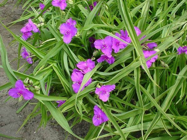 Tradescantia Rubra